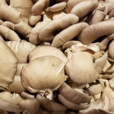 oyster mushrooms