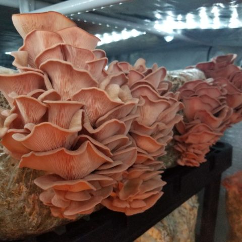 pink mushrooms