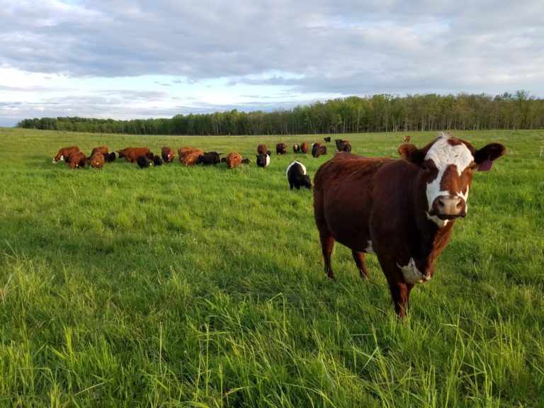 single cow out in front of the herd