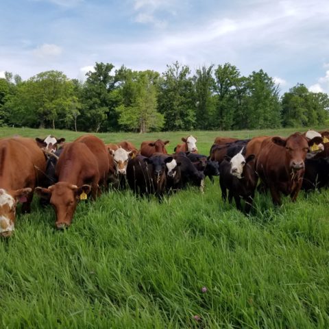 herd of cows grazing on pasture