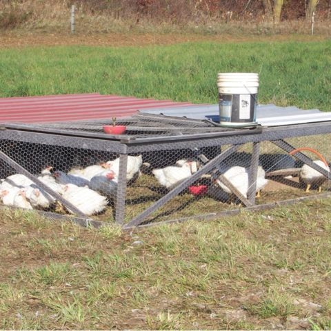 chickens grazing on graze inside a moveable pen