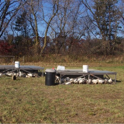 chickens grazing on graze inside a moveable pen