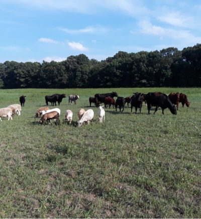 cows and sheep grazing on green pasture