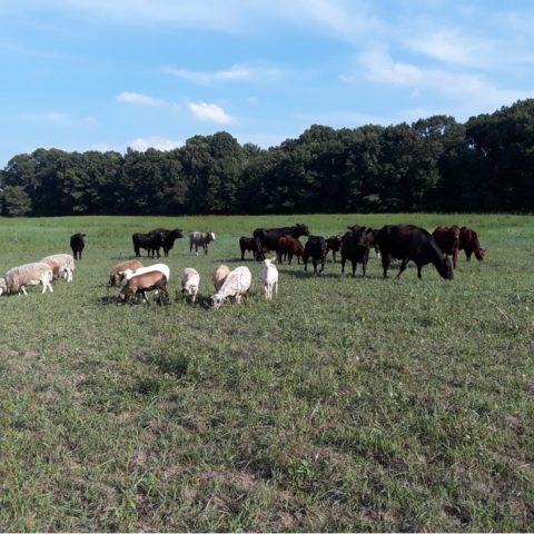 cows and sheep grazing on green pasture