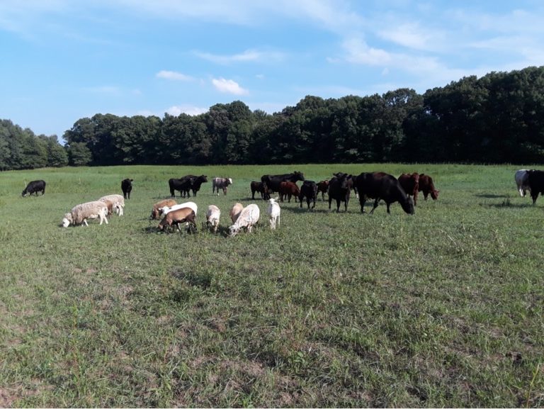 cows and sheep grazing on green pasture