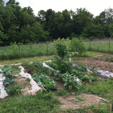 garden planted with rows of vegetables