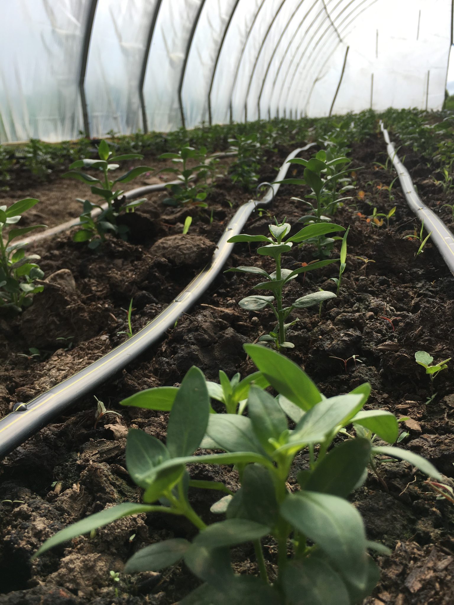 Meet a Farmer Rachel of Pluck Flower Farm Minnesota Grown