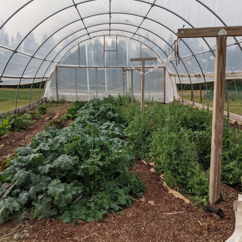 Inside a hoop house with various greens growing.