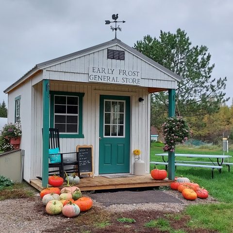 Small white barn shore with pumpkins.