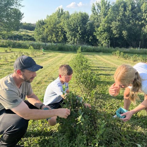 Picture of a man picking blueberries from a bush with two children on a sunny day.