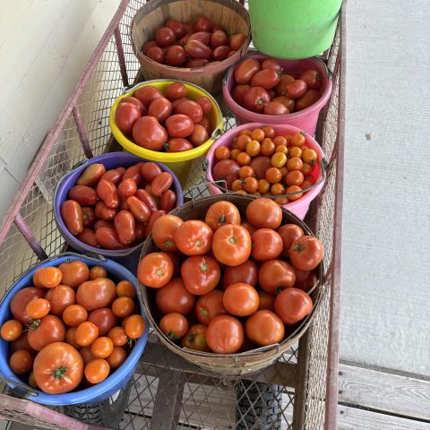 Picture of eight multi-colored buckets, each filled to the brim with red tomatoes.