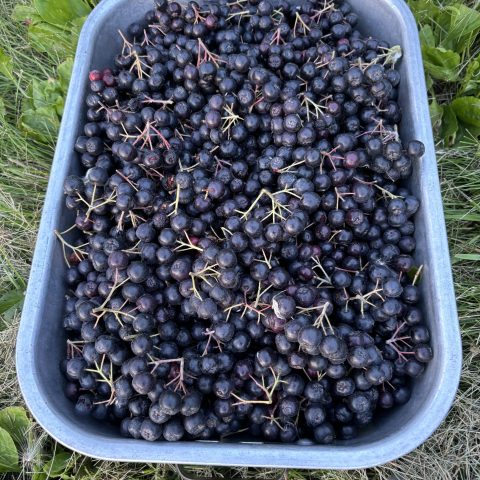 Picture of a big blue bucket filled with dark blue berries.