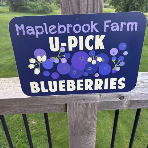 Picture of a purple sign that says "Maplebrook Farm U-Pick Blueberries" with a graphic of blue and purple blueberries beneath the text.