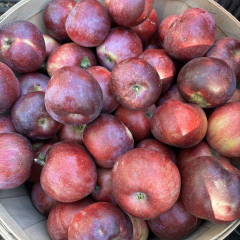 Picture of a wood bucket filled to the brim with dark red apples.