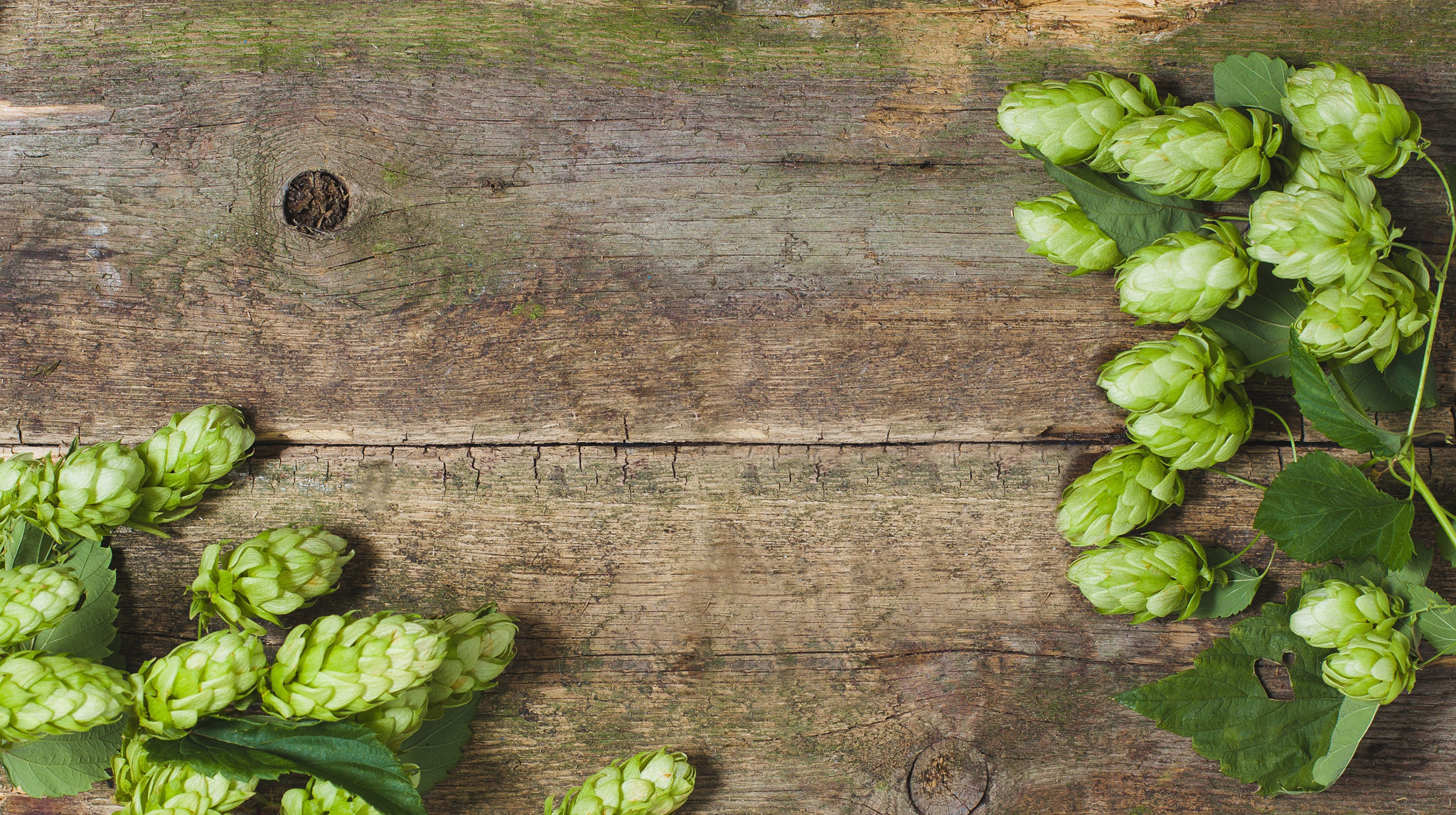 Fresh green hops on a wooden background | Minnesota Grown