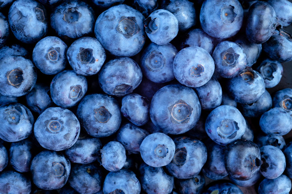 Stock Photo Blueberries (2) Minnesota Grown