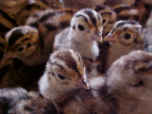 pheasant chicks