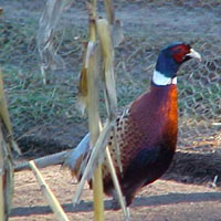 Male ringneck pheasant in the field