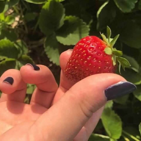 hand holding a freshly picked strawberry