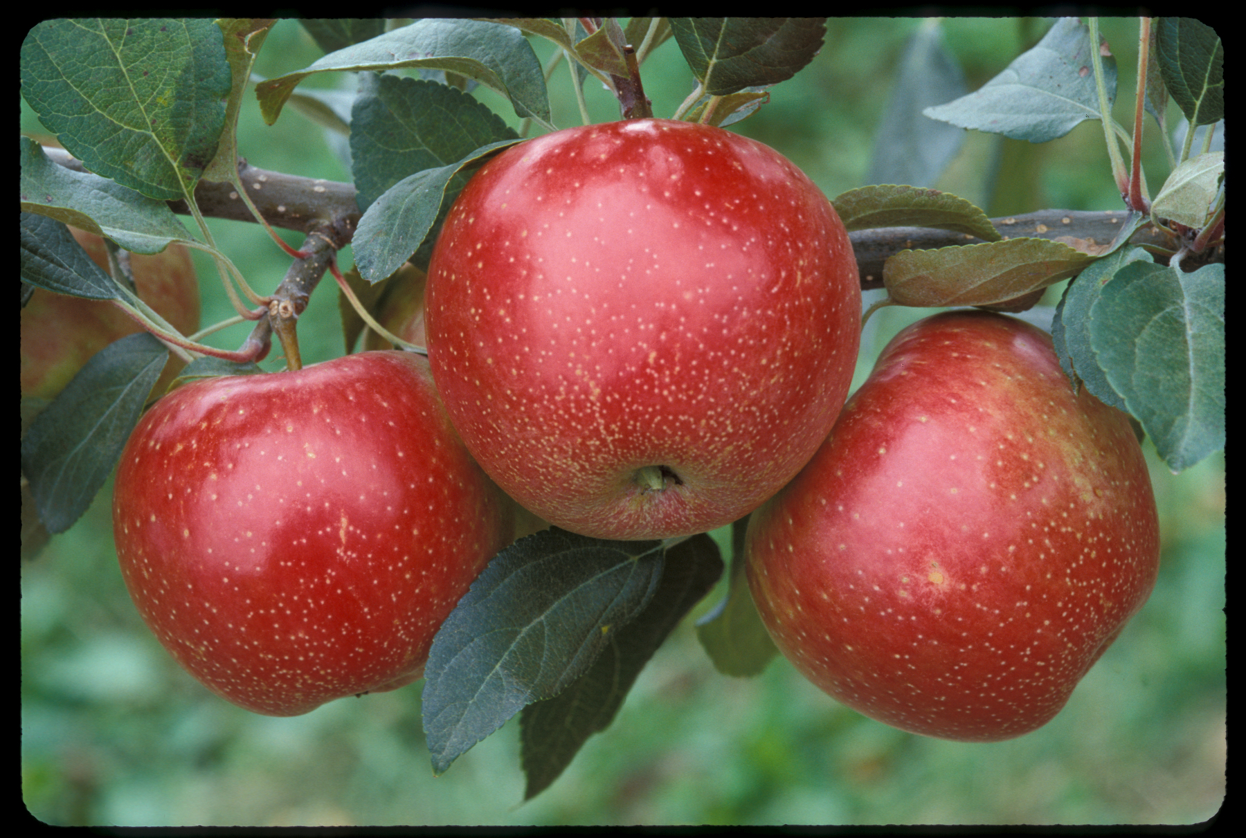 'Zestar!' TM U of MN apple. Minnesota Grown