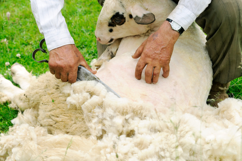 Shearing Sheep Minnesota Grown
