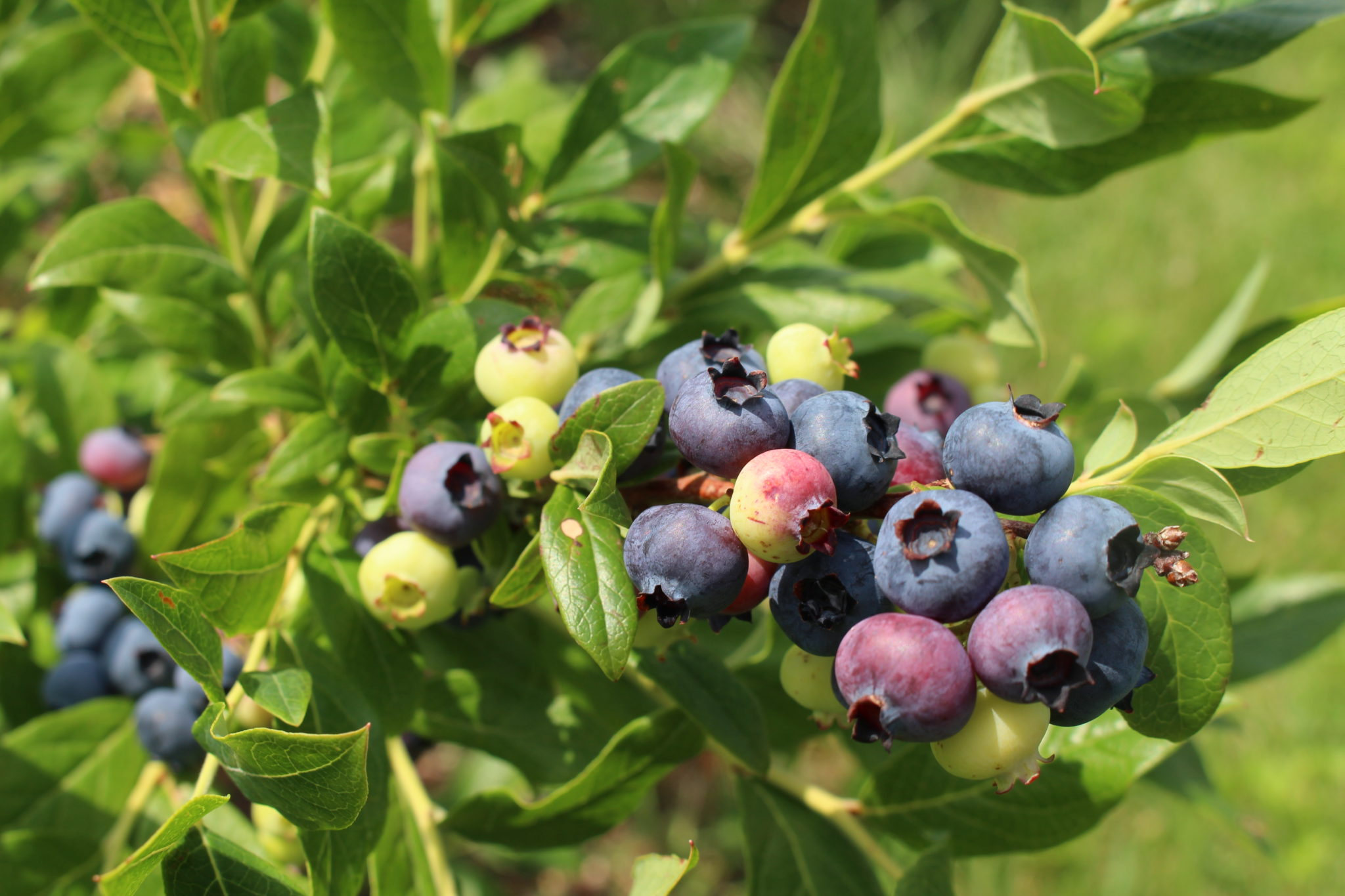 2015 07 13 Taken Covered Bridge Farm blueberries (19) Minnesota Grown