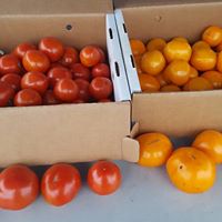 Red and Gold tomatoes in cardboard crate