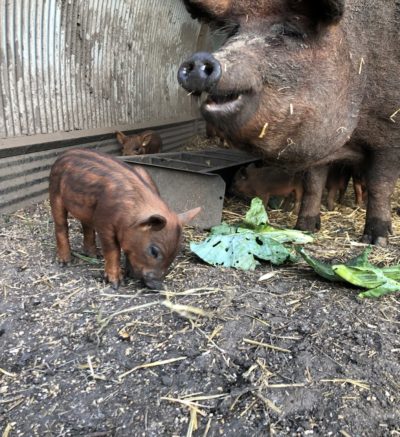 piglet and sow eating scraps
