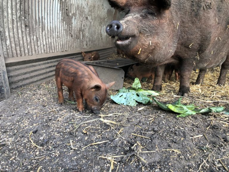 piglet and sow eating scraps