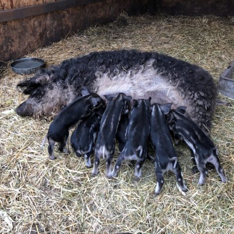 piglets with mother