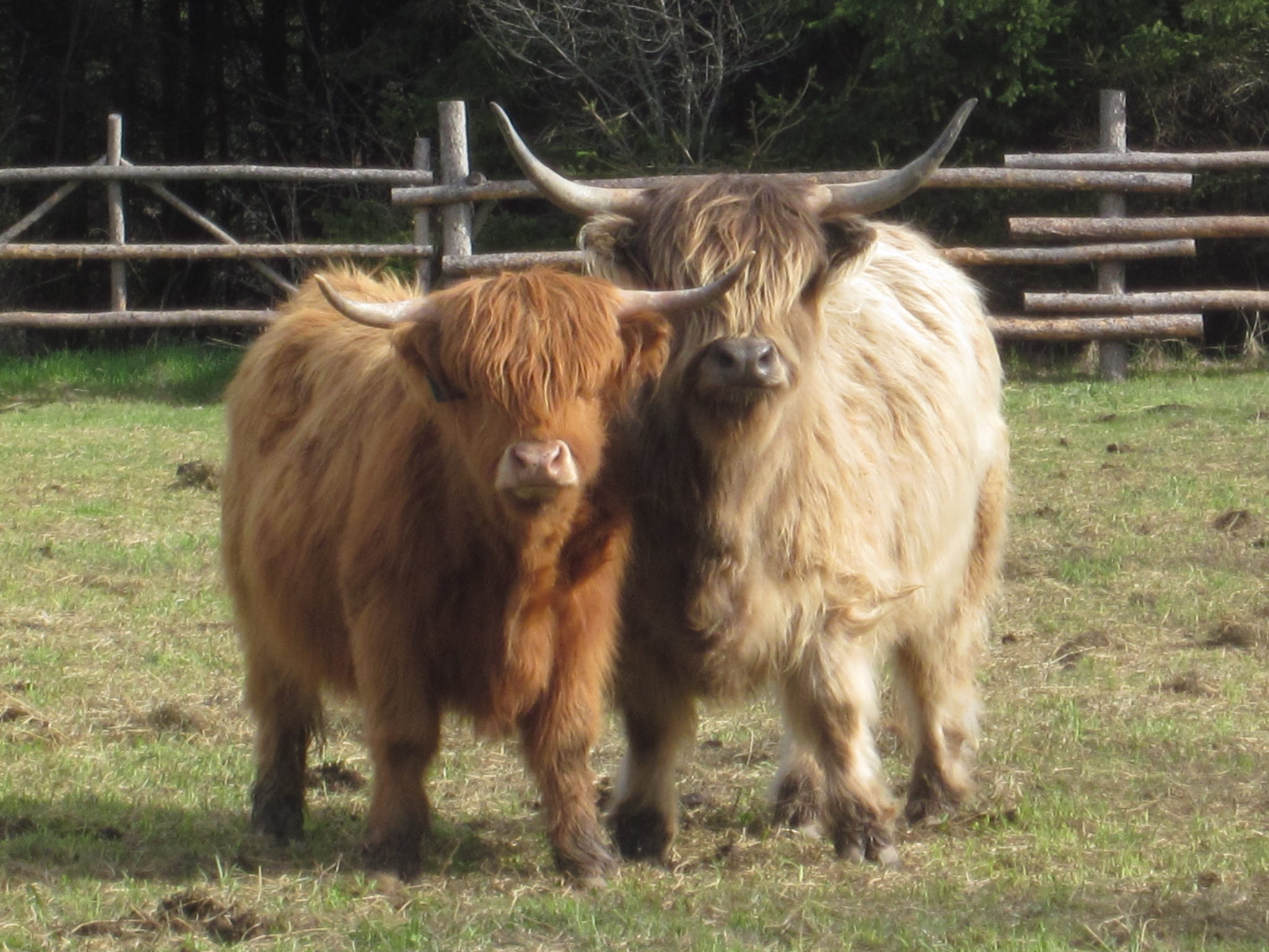 2019.12.17 Submitted Climbing Stump Farm Cattle (6) 