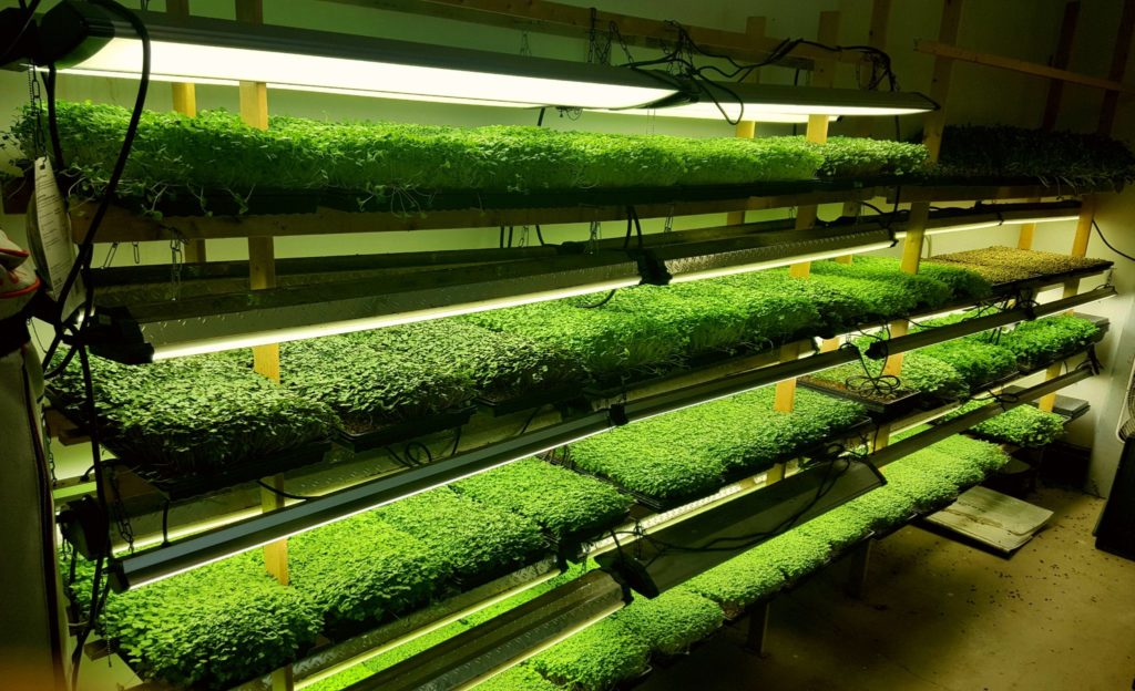 2020.01.07 Submitted The Greensted microgreens indoor farming