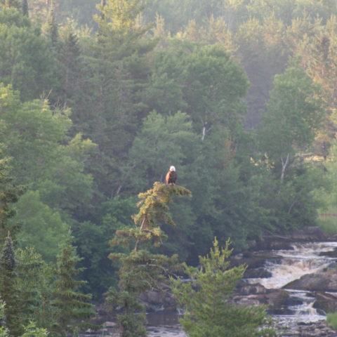 eagle in tree