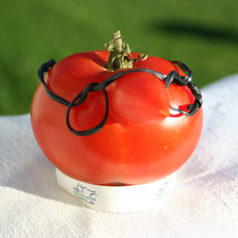 tomato