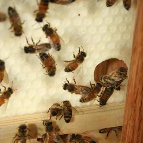 bees