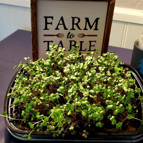 Picture of a tray of microgreens on a black table next to a table decoration that says "Farm to Table".
