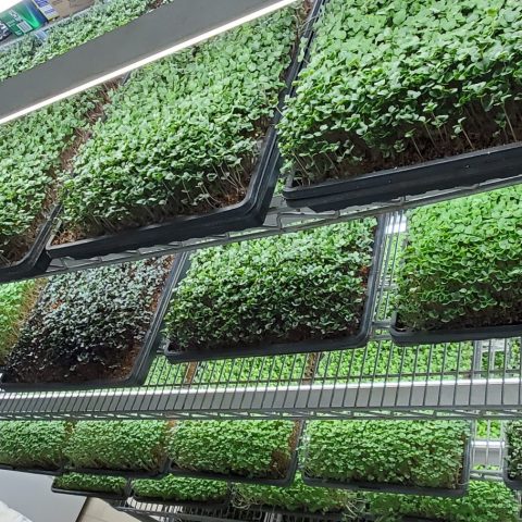 Picture of a metal shelving rack filled with large trays of growing microgreens beneath a plant grow light.