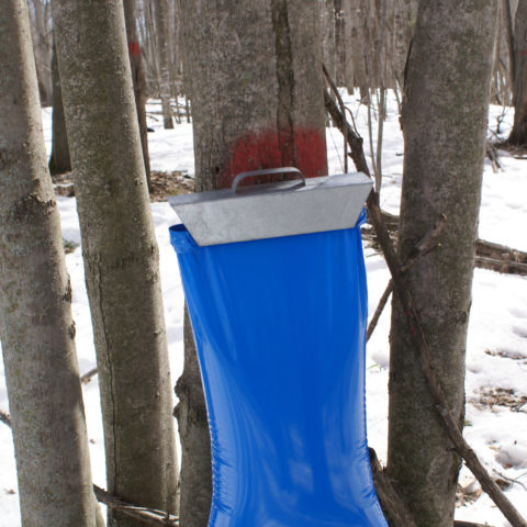 blue bag tree tap