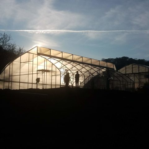 greenhouse at night