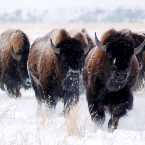 Bison herd running in a snowy field