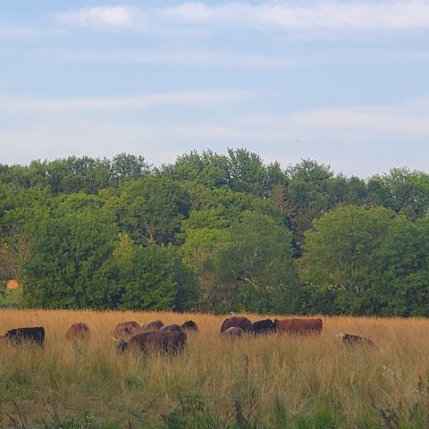 Cattle out on the pasture