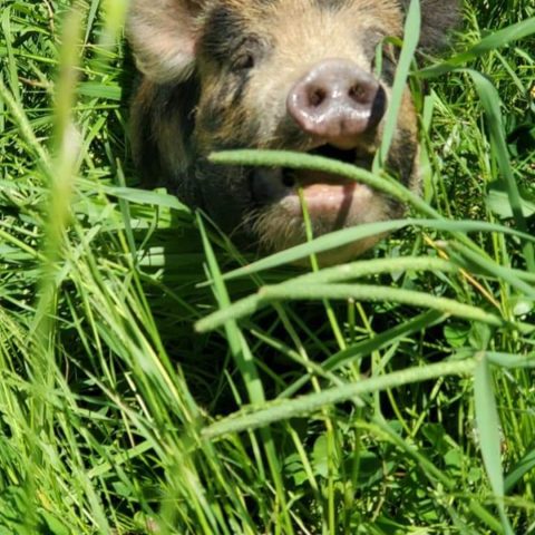 Piglet in tall grass