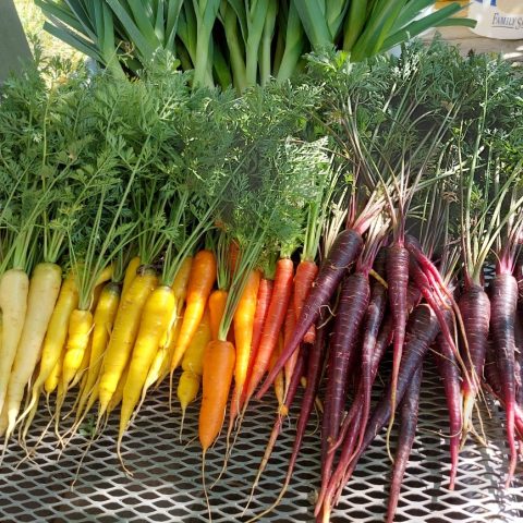 picture of 4 different colored carrots. From left to right, the colors are pale yellow, yellow, orange, and purple.