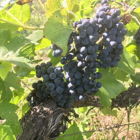 cluster of red grapes growing on a vine