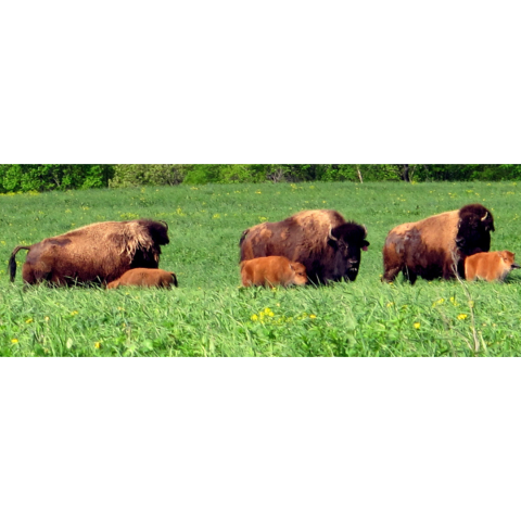 Three bison cows and their calves in pasture