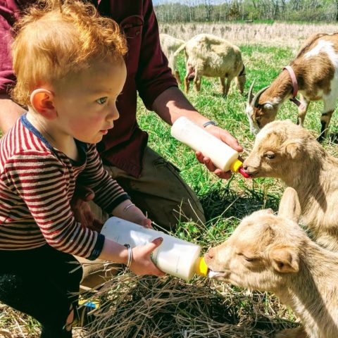 baby feeding lambs