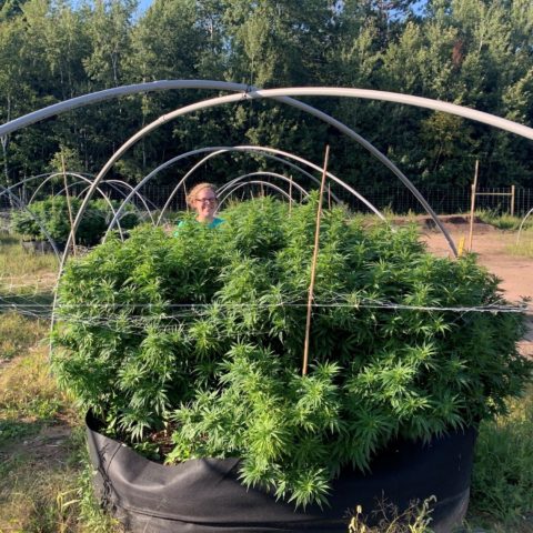 farmer with hemp