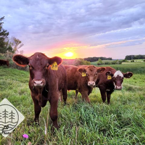 Picture of three calves looking at the camera. They are brown calves with some white spots. They are in a green pasture with a beautiful sunset behind them.