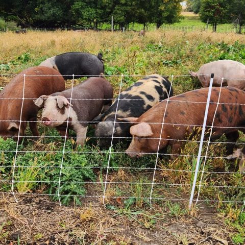 Picture of group of pigs in a pen. They are in a grass pasture, and they are busy eating grass and sniffing around. The pigs' coats are variations of pink, brown, and black.