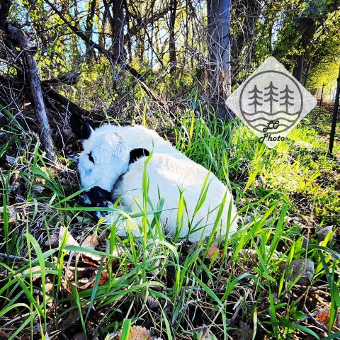 A white calf curled up and tucked away in the grass.